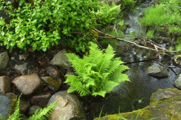 Nya-hemmet-hemsida-022